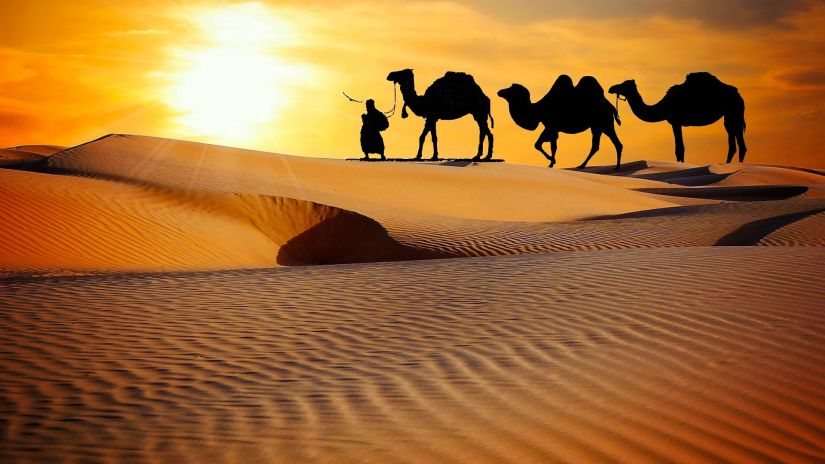 Camels walking on a desert during sunset