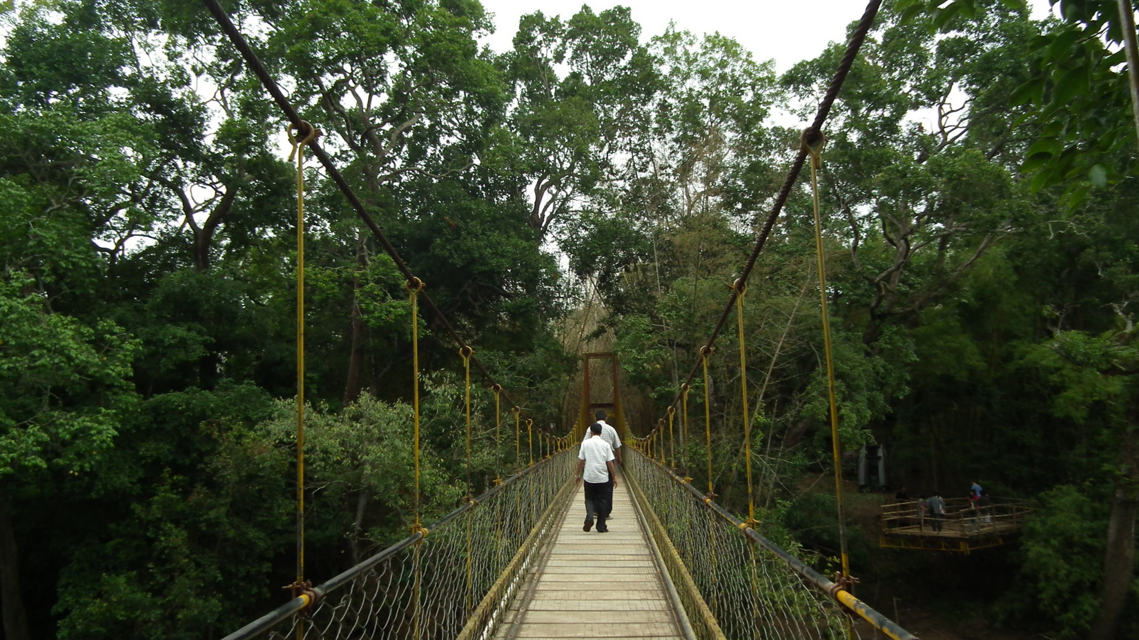 A view Nisargadhama hanging bridge and a person walking on it the bridged is within the jungle area by , Amanvana Resort Spa, places to visit in Coorg