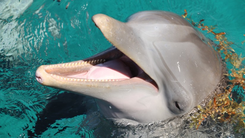a dolphin with its head outside the water