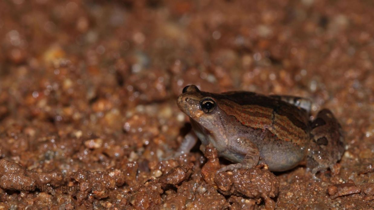 Image 11 Ornate narrow mouthed frog