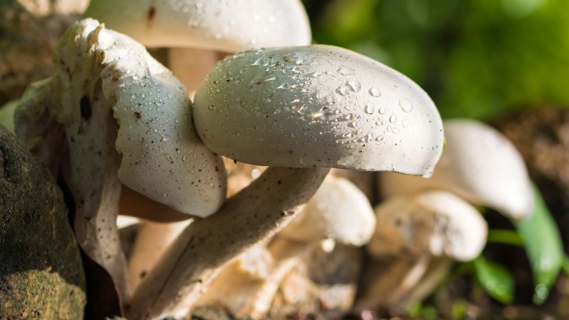 Raindrops on mushrooms that are growing from the ground