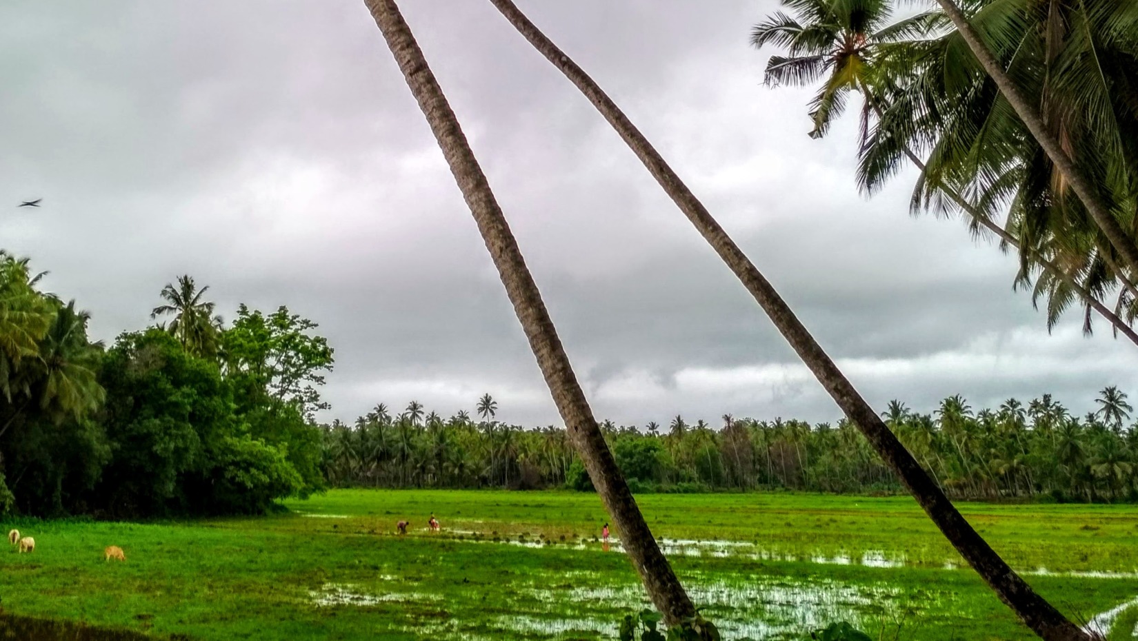 coconut palms next to marsh