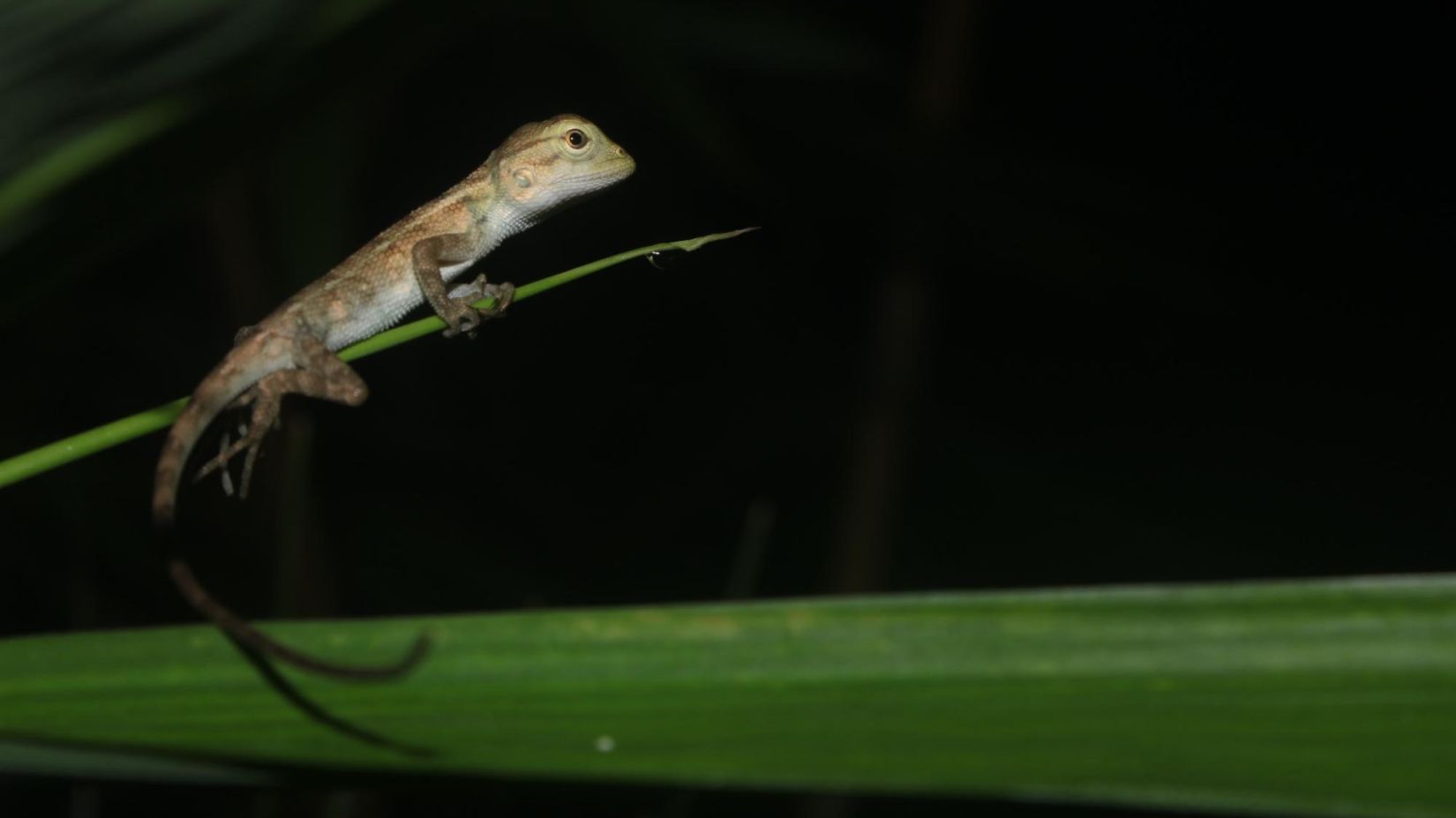 Image of a lizard