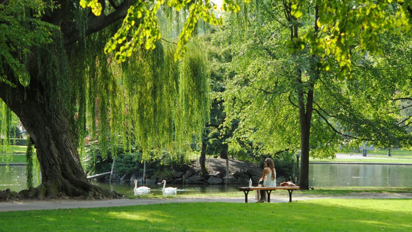 a woman sitting in a park bench with an old tree in the background