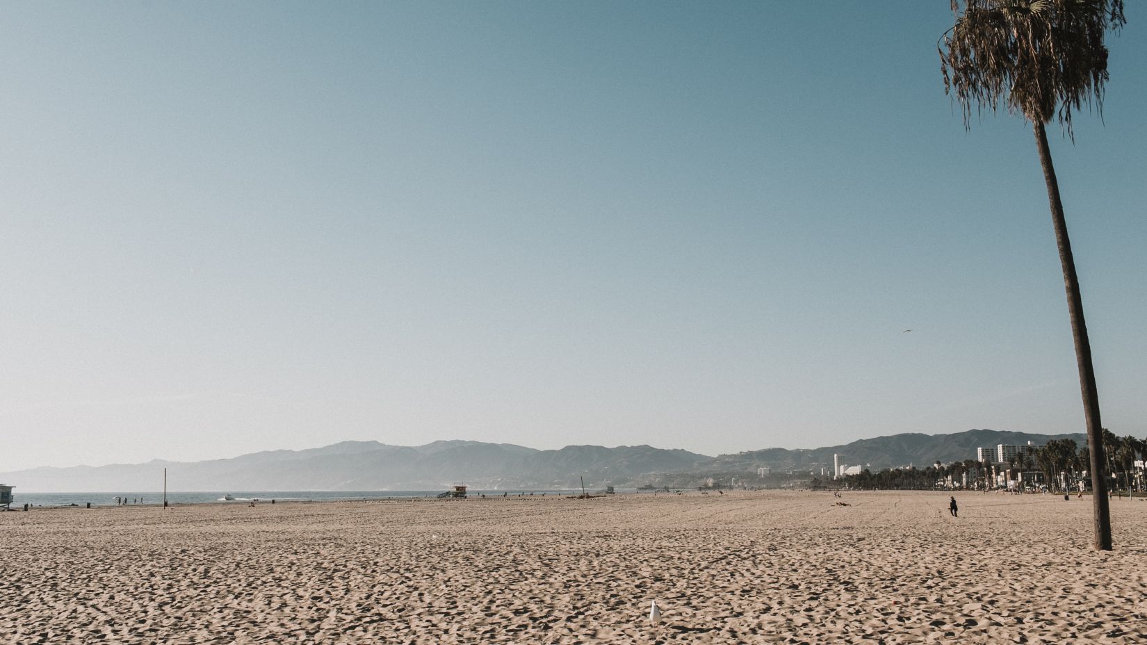 Sunlight falling on the beach with a tree standing tall