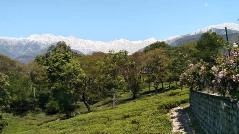 Aerial view of a green tea plantation with snow-capped mountains in the distance.