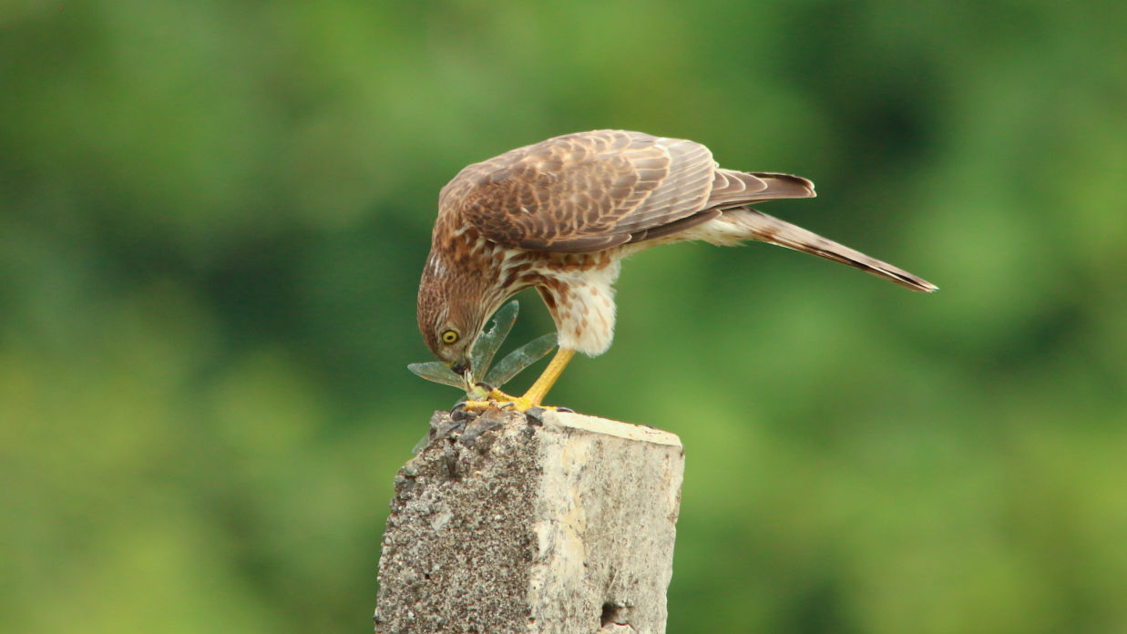 Shikra with an insect kill