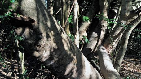 Mexican trees