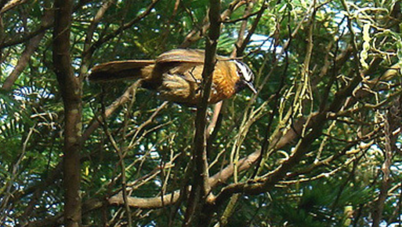 Large bird of prey perched in a tree with dense green leaves.