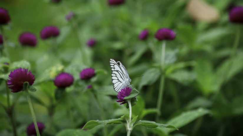 Butterfly sitting on the flower