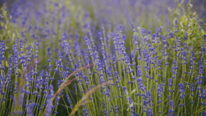 purplish flower field