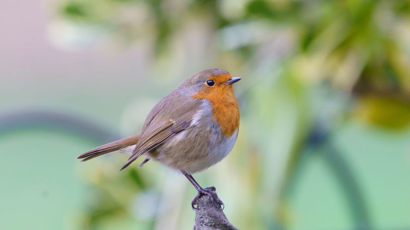 a bird perched on a small stump with a plant in the background