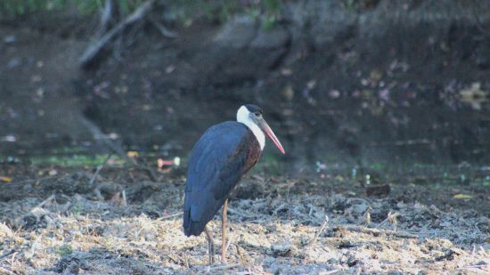  a Woolly Necked Stork standing