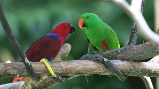 ECLECTUS PARROT