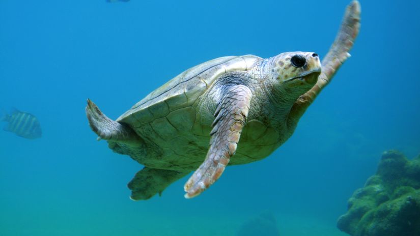 a turtle swimming in the sea