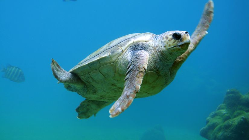 a turtle swimming in the sea flapping its fins with a reef in the background