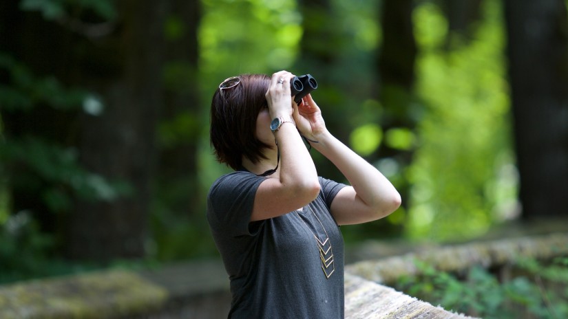 Bird-watching tours near our resort in Mashobra 