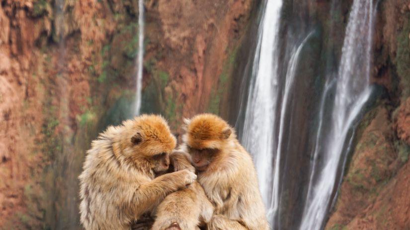 two monkeys holding a small monkey and sitting in front of a waterfall