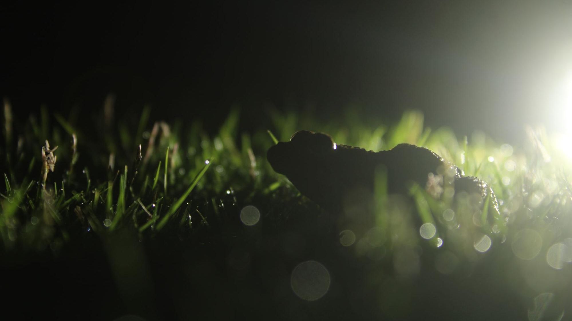 Image of a foraging grass frog close to a garden lamp in the lodge