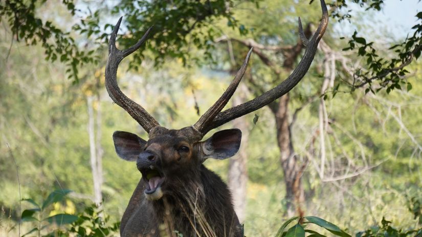 An Indian deer with antlers - Symphony Summer Sand Beach Resort and Spa