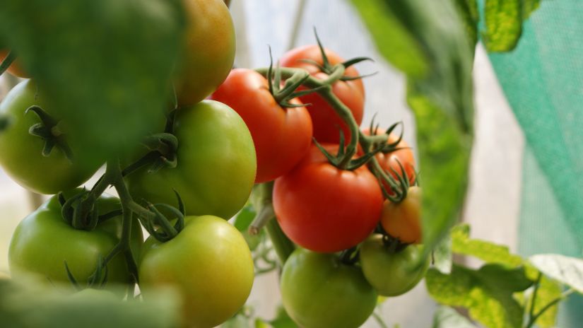 Fresh tomatoes hanging from a tree