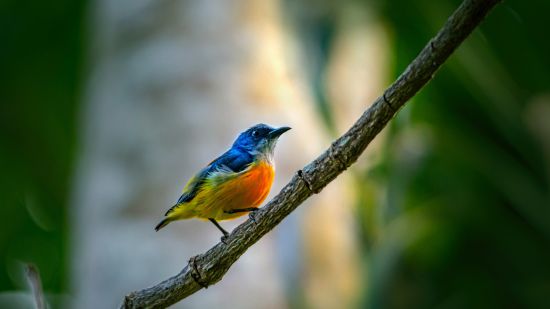 a colourful bird