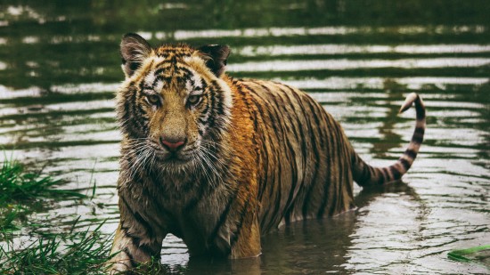 a tiger emerging out of the water