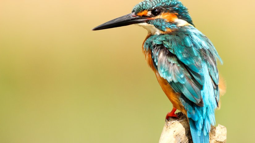 a sharp-beaked bird sitting on a branch