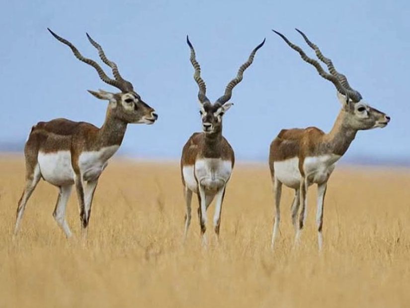 The Blackbuck Lodge Velavadar - Black buck deers admist dry grass4