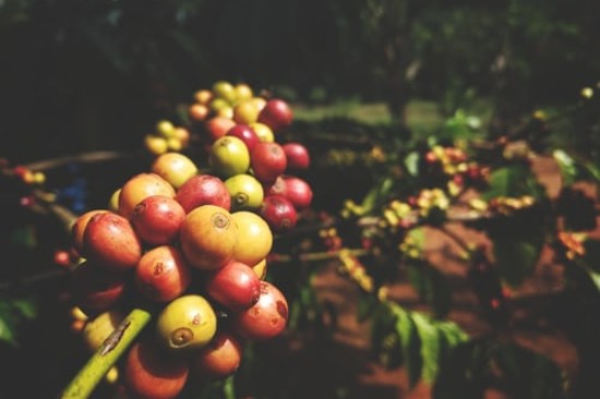 alt-text Coffee berries on a branch.