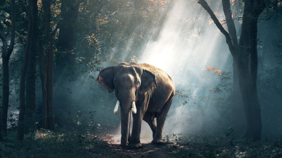 elephant walking in a jungle