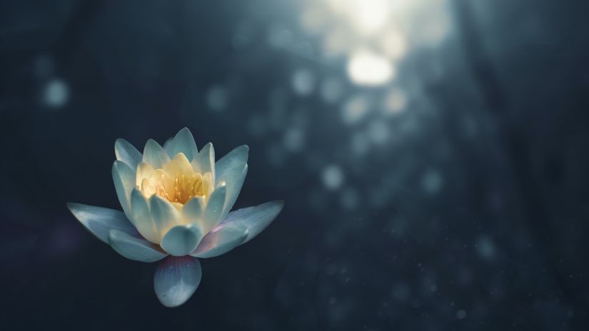 a lotus flower