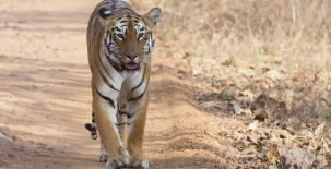 Kalakkad Wildlife sanctuary
