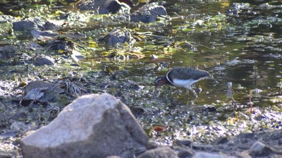 a Greater Painted Snipe standing amidst greenery