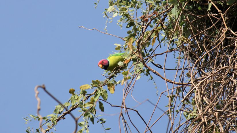 image of a bird