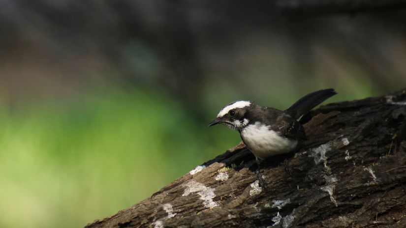 image of a bird sitting on a tree