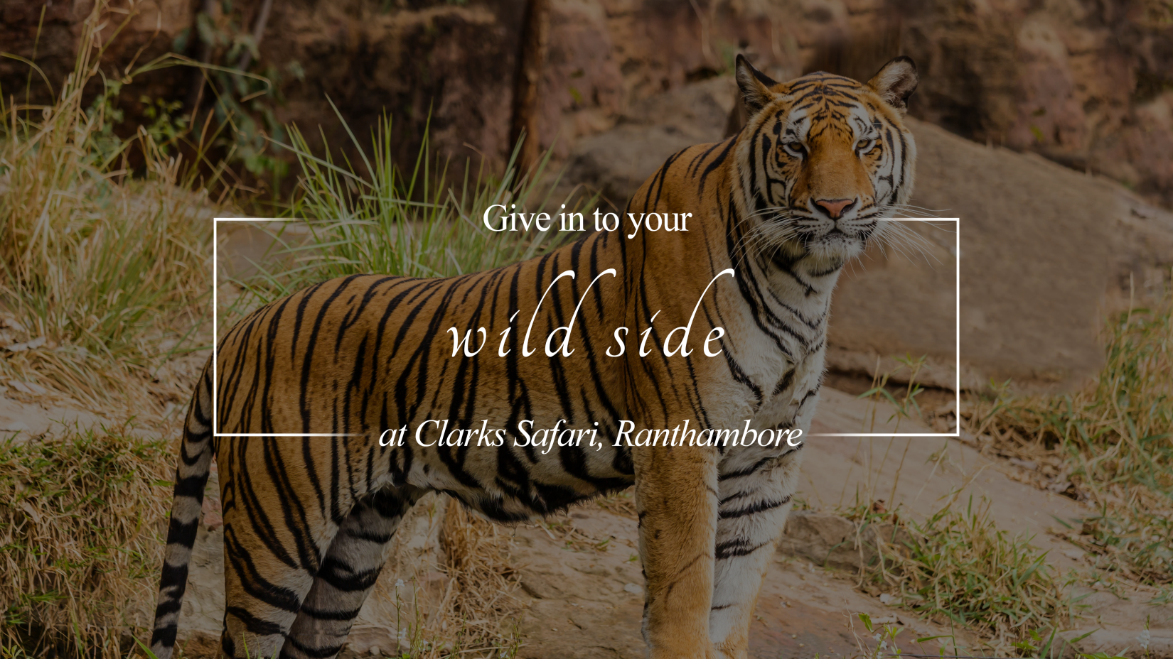 A poster featuring some written text and an image of a tiger - Clarks Safari, Ranthambore