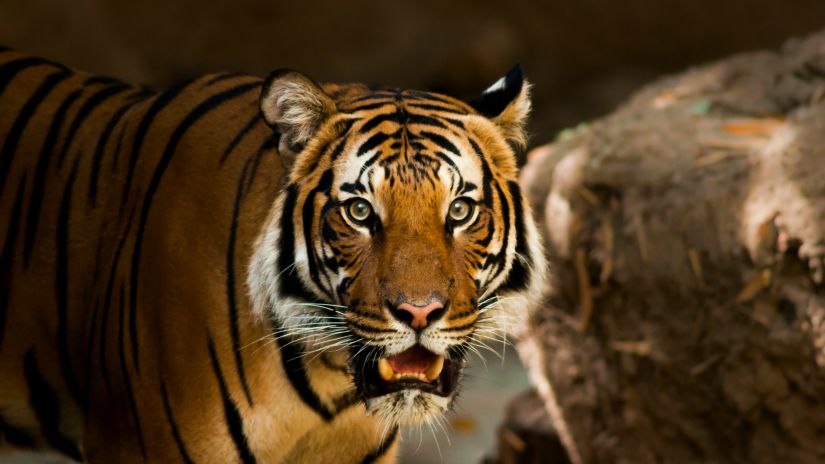 a close up shot of a tiger showing its fangs with the background blurred