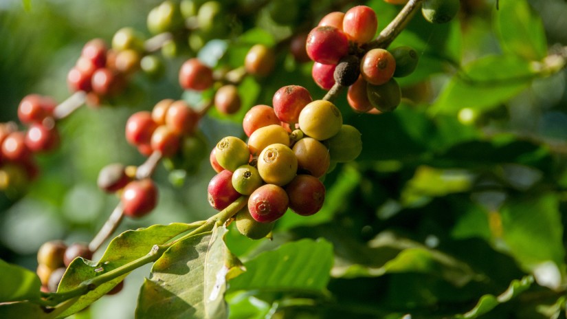 Coffee beans on a branch surrounded by leaves