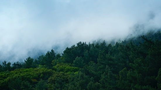 scenic-view-of-trees-surrounded-by-fog-1007957