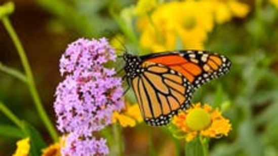 a close up image of a butterfly sitting on a flower - Black Thunder, Coimbatore