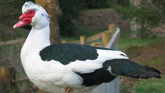 MUSCOVY DUCK