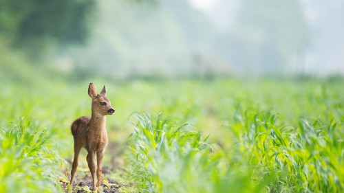 One Day Safari at Bhadra Wildlife Sanctuary | The Serai Chikmagalur