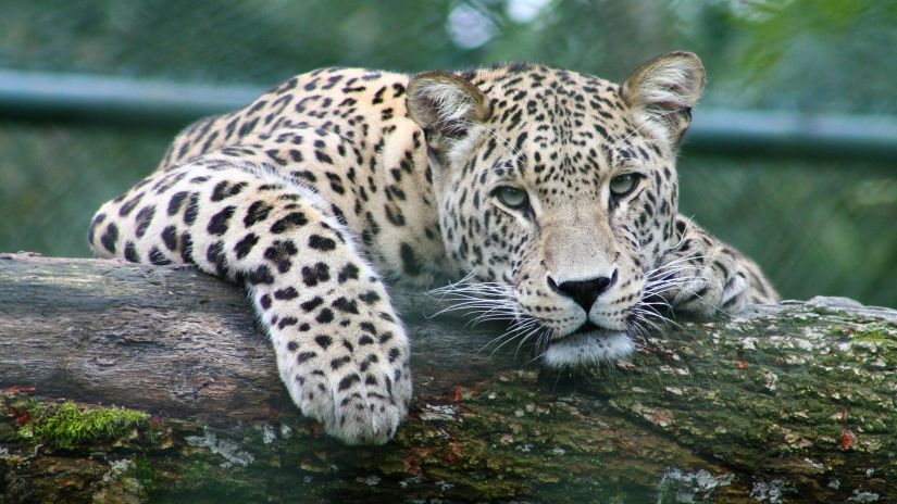 A leopard resting on a log looking into the distance with the background blurred