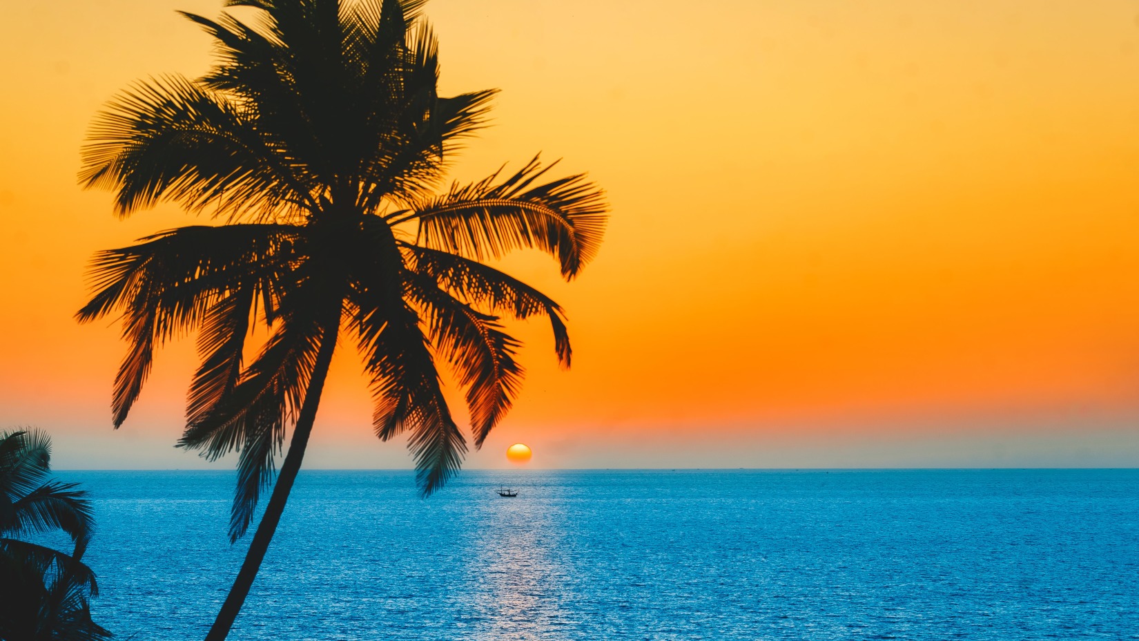 A coconut tree on the shores of Goa 