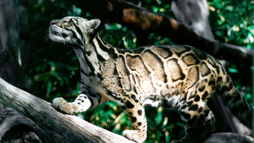 Clouded Leopard