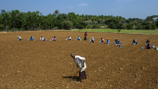 Farming of the fields by the tribal community at Bandipur 