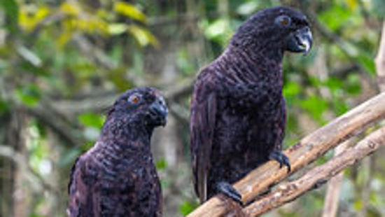 Black Lory