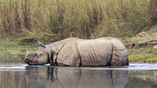 kaziranga