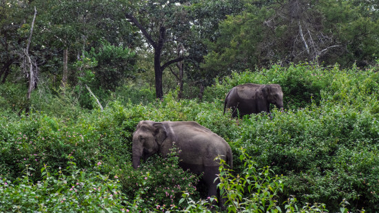 Two Asian elephants partially hidden by dense green foliage in their natural forest habitat